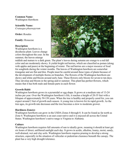 Washington Hawthorn Scientific Name: Crataegus Phaenopyrum Order