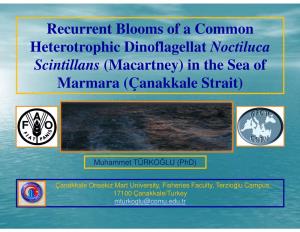 Recurrent Blooms of a Common Heterotrophic Dinoflagellat Noctiluca Scintillans (Macartney) in the Sea of Marmara (Çanakkale Strait)