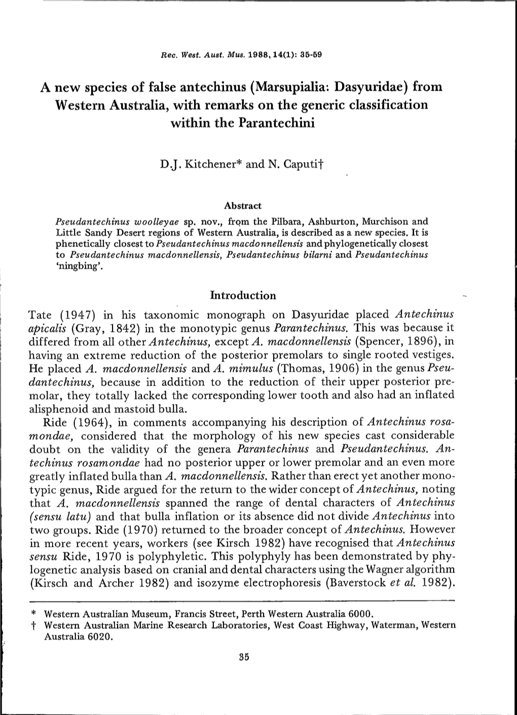 A New Species of False Antechinus (Marsupialia: Dasyuridae)