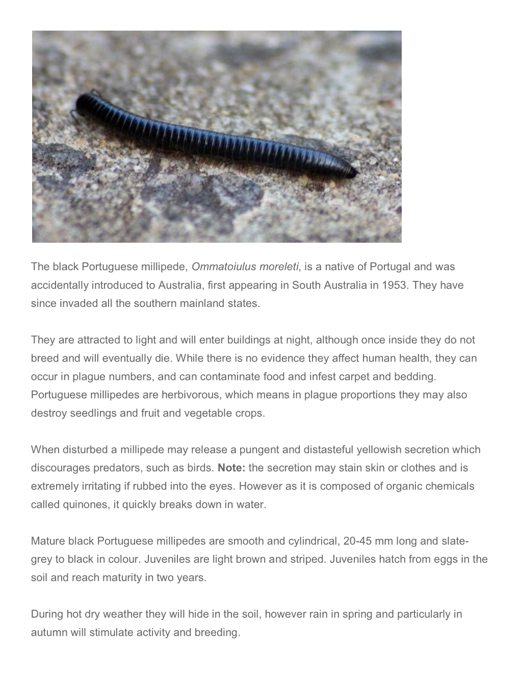 The Black Portuguese Millipede, Ommatoiulus Moreleti, Is a Native of Portugal and Was Accidentally Introduced to Australia, First Appearing in South Australia in 1953