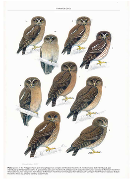 Vocal Divergence and New Species in the Philippine Hawk Owl Ninox Philippensis Complex