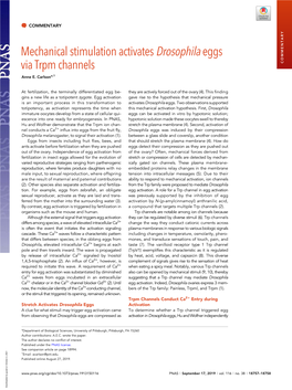 Mechanical Stimulation Activates Drosophila Eggs Via Trpm Channels COMMENTARY Anne E