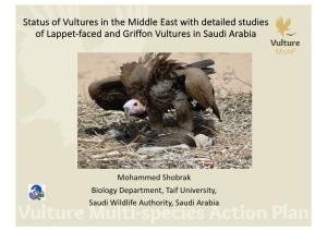 Lappet-Faced Vultures Studies at Mahazat As Syed Protected
