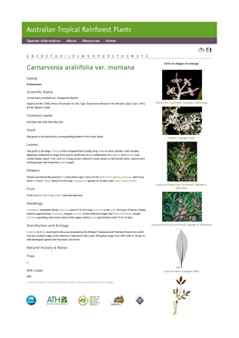 Carnarvonia Araliifolia Var. Montana Click on Images to Enlarge