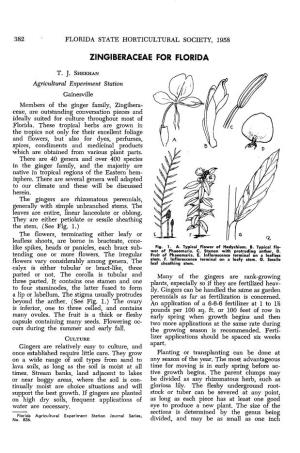 Zingiberaceae for Florida