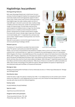 Haplothrips Leucanthemi Distinguishing Features Both Sexes Fully Winged