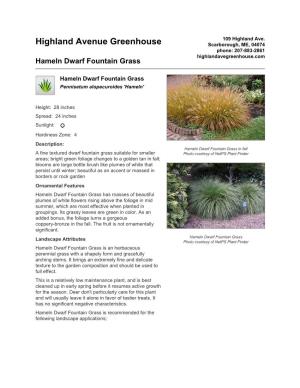Highland Avenue Greenhouse Hameln Dwarf Fountain Grass