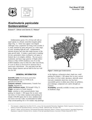 Koelreuteria Paniculata Goldenraintree1 Edward F