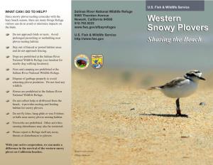 Western Snowy Plovers