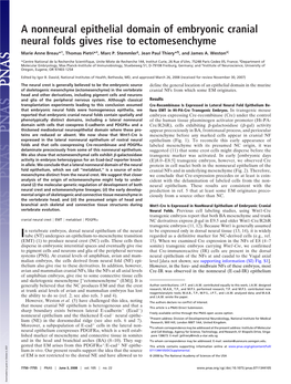 A Nonneural Epithelial Domain of Embryonic Cranial Neural Folds Gives Rise to Ectomesenchyme