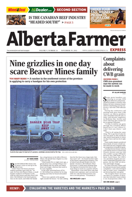 Nine Grizzlies in One Day Scare Beaver Mines Family