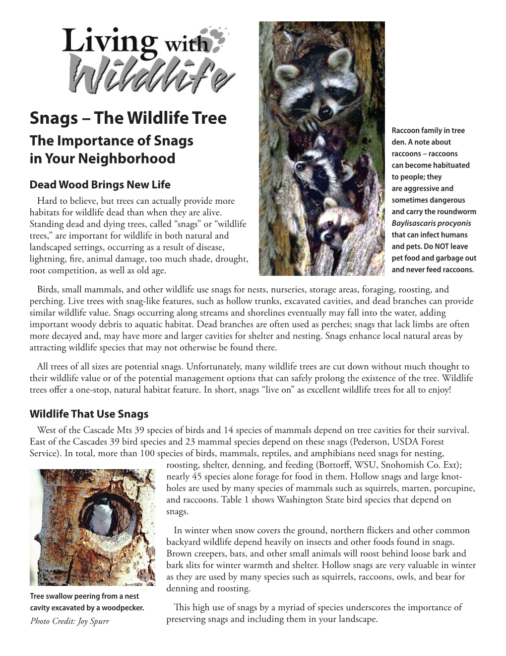 Snags – the Wildlife Tree Raccoon Family in Tree the Importance of Snags Den