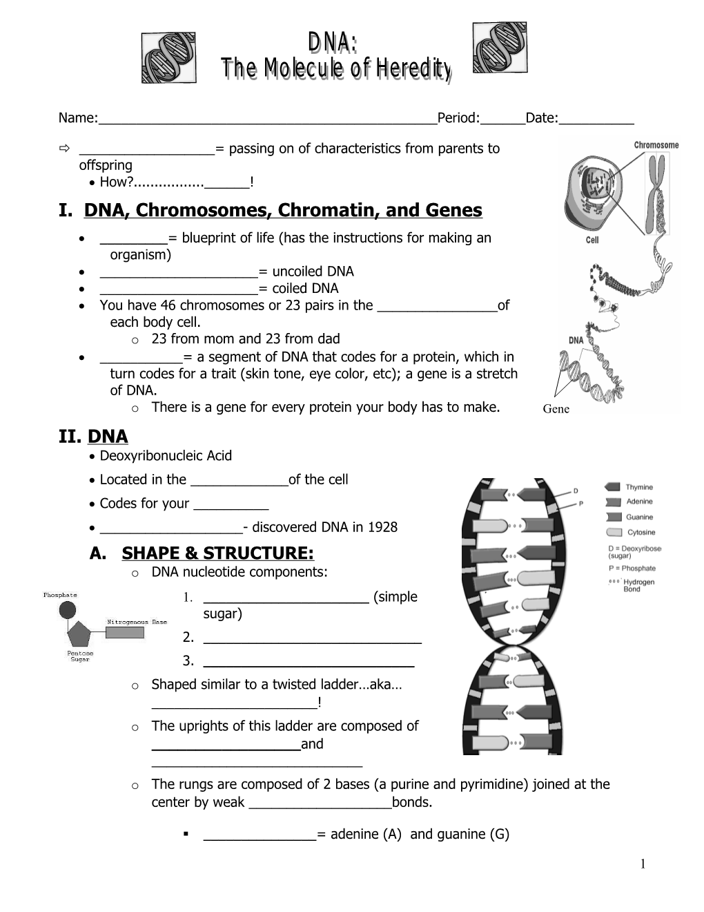 I. DNA, Chromosomes, Chromatin, and Genes