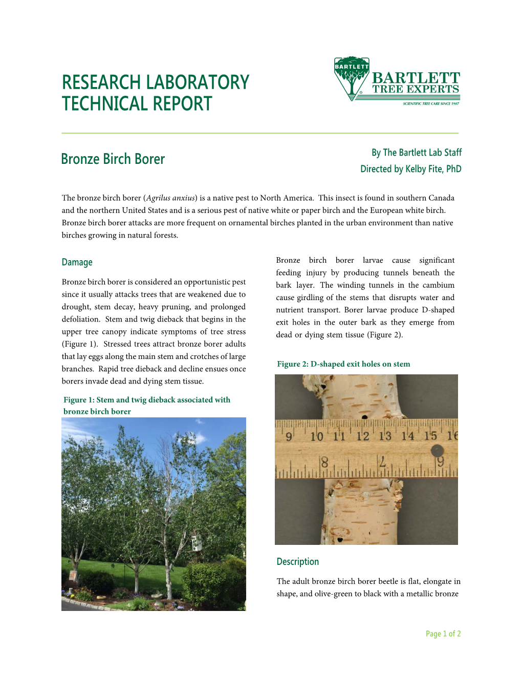 Bronze Birch Borer by the Bartlett Lab Staff Directed by Kelby Fite, Phd