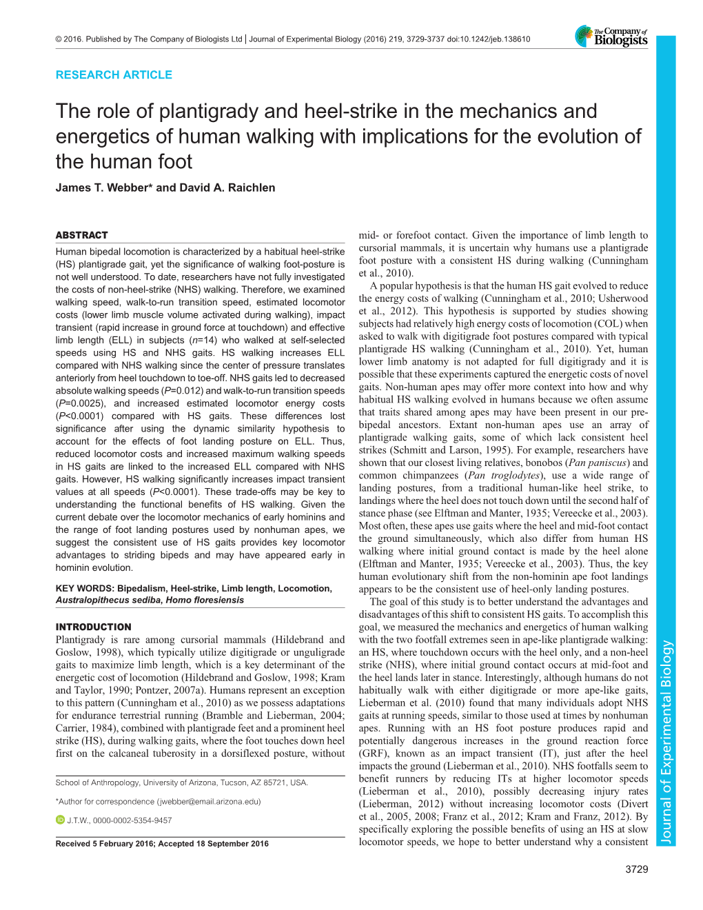 The Role of Plantigrady and Heel-Strike in the Mechanics and Energetics of Human Walking with Implications for the Evolution of the Human Foot James T