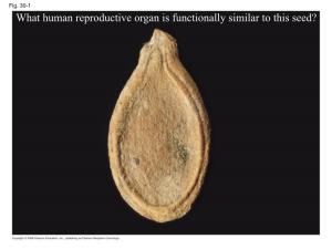What Human Reproductive Organ Is Functionally Similar to This Seed?