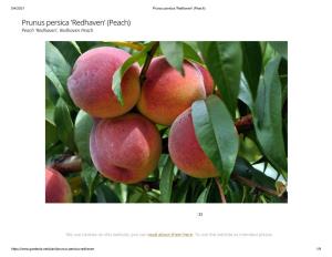 Prunus Persica 'Redhaven' (Peach)