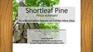 Pinus Echinata