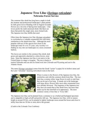 Japanese Tree Lilac (Syringa Reticulata) Nebraska Forest Service