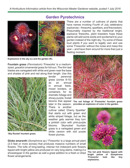 Garden Pyrotechnics There Are a Number of Cultivars of Plants That Have Names Invoking Fourth of July Celebratory Explosives – ﬁ Reworks, Sparklers, and ﬁ Recrackers