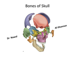 Norma Lateralis: Lateral View of the Skull • Bones; • 1.Temporal Bone • 2.Temporal Lines • 3Zygomatic Arch • 4.External Auditory Meatus • 5