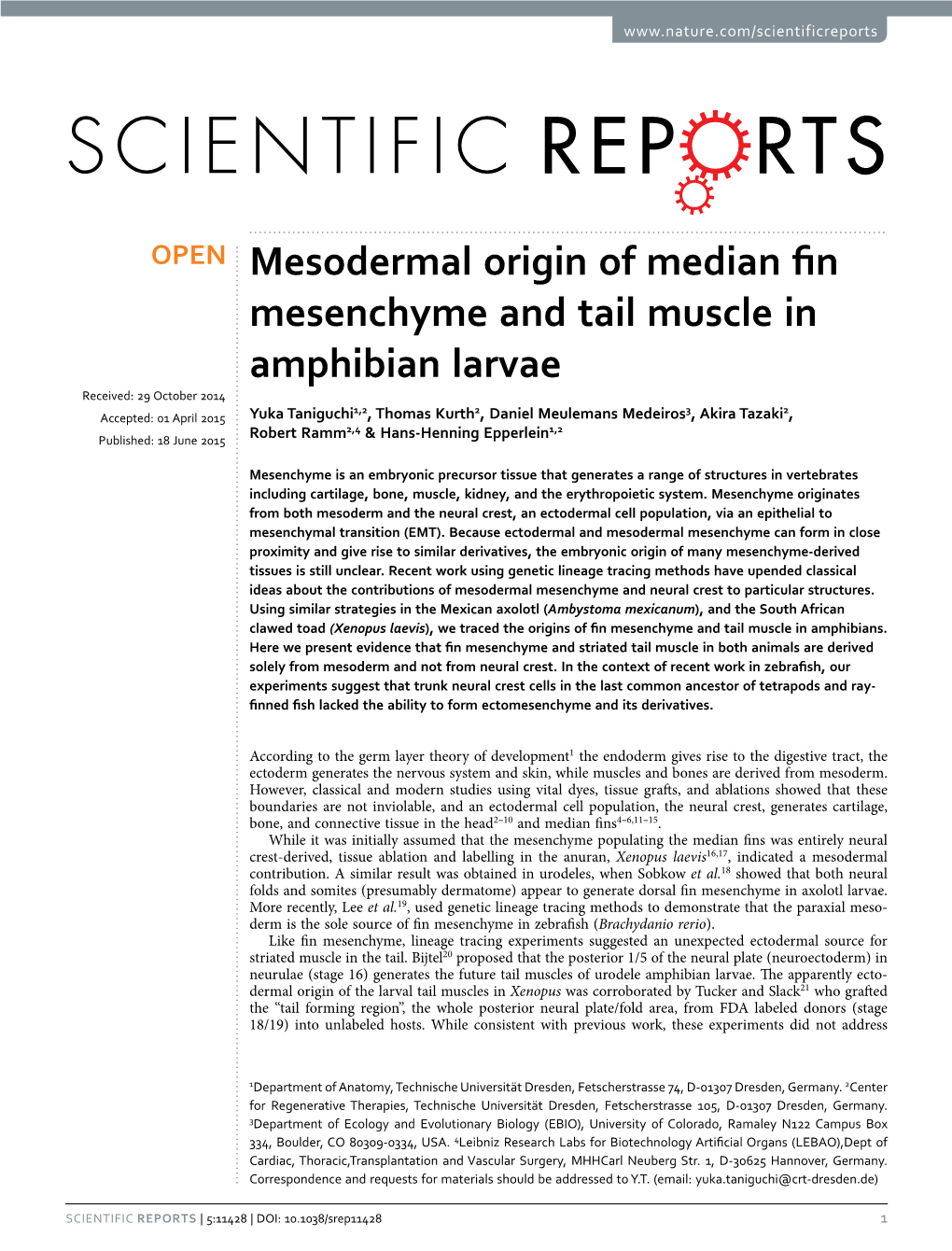 Mesodermal Origin of Median Fin Mesenchyme and Tail Muscle In