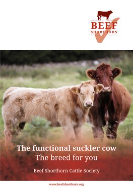 The Functional Suckler Cow the Breed for You