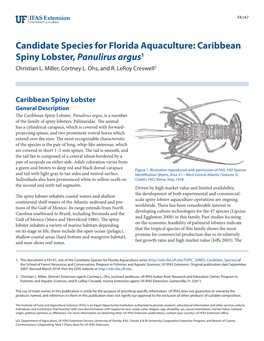 Caribbean Spiny Lobster, Panulirus Argus1 Christian L