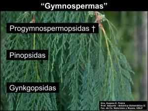 Clase 4 Gymnospermas I 201