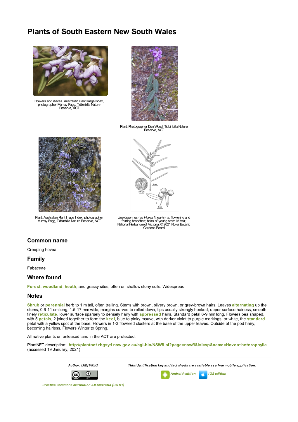 Hovea Heterophylla