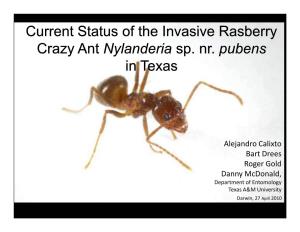 Current Status of the Invasive Rasberry Crazy Ant Nylanderia Sp