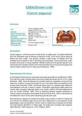 Edible/Brown Crab (Cancer Pagurus)