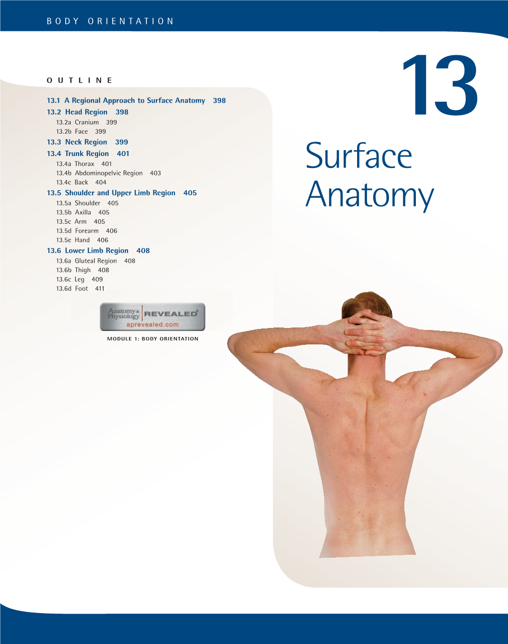 Surface Anatomy