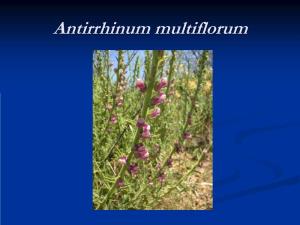 Antirrhinum Multiflorum
