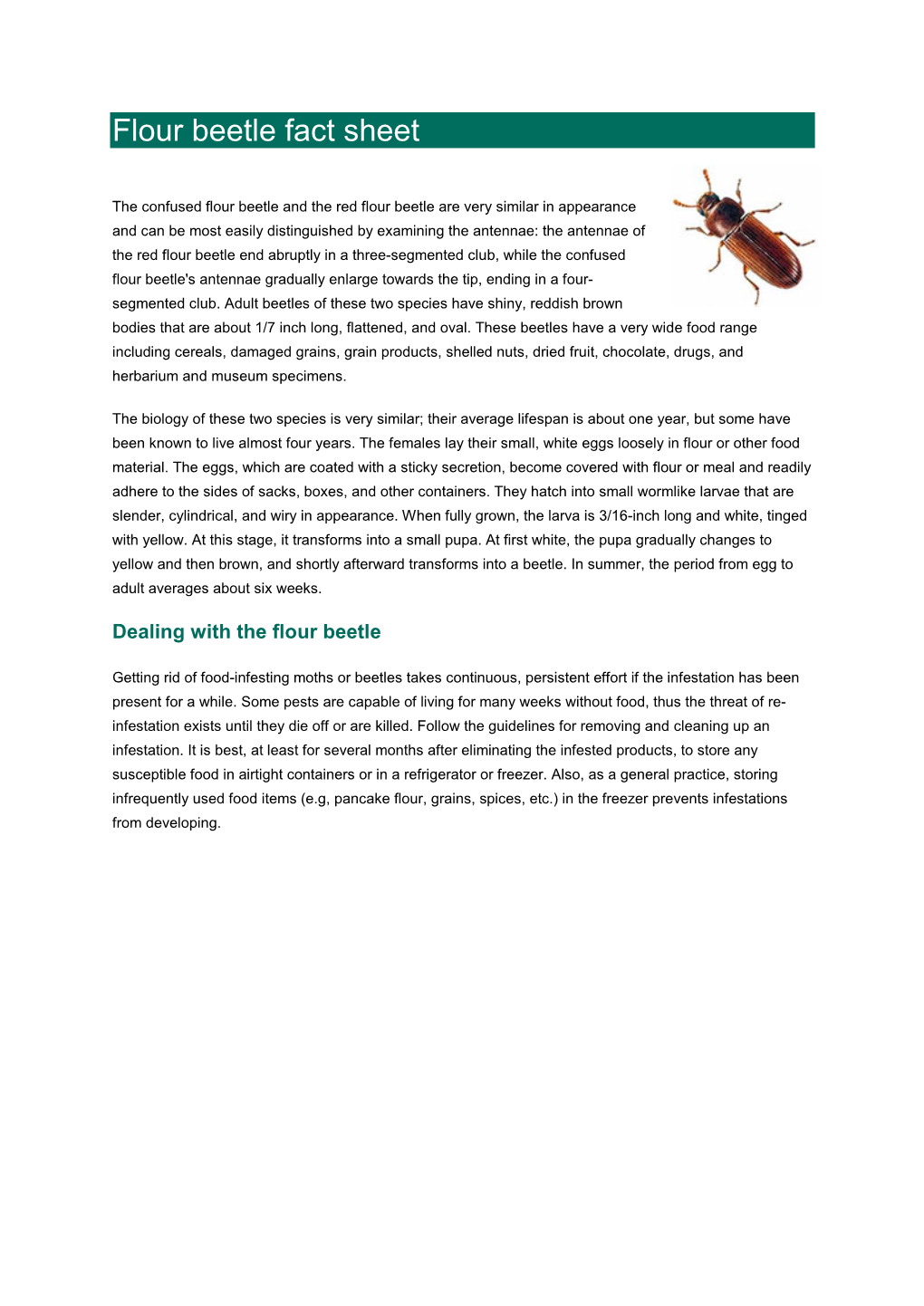 Flour Beetle Fact Sheet