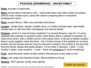 Poaceae [Gramineae] – Grass Family