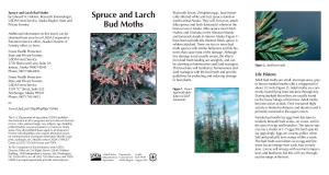 Spruce and Larch Bud Moths Bud Moth Larvae, Zeiraphera Spp., Have Histori- by Edward H