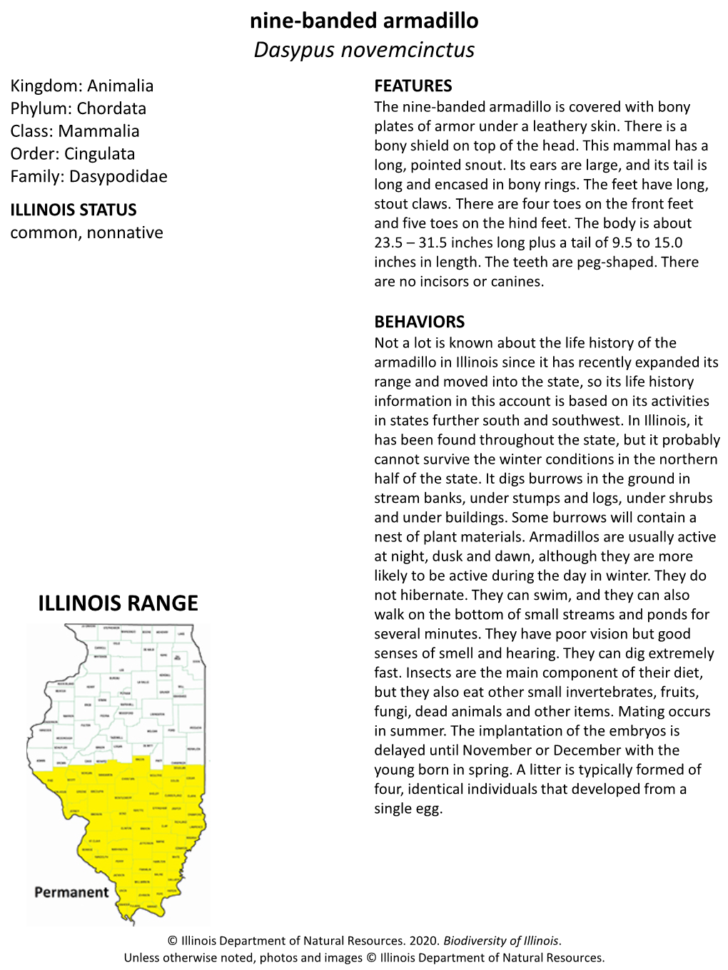 Nine-Banded Armadillo Dasypus Novemcinctus ILLINOIS RANGE