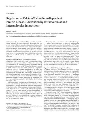 Regulation of Calcium/Calmodulin-Dependent Protein Kinase II Activation by Intramolecular and Intermolecular Interactions