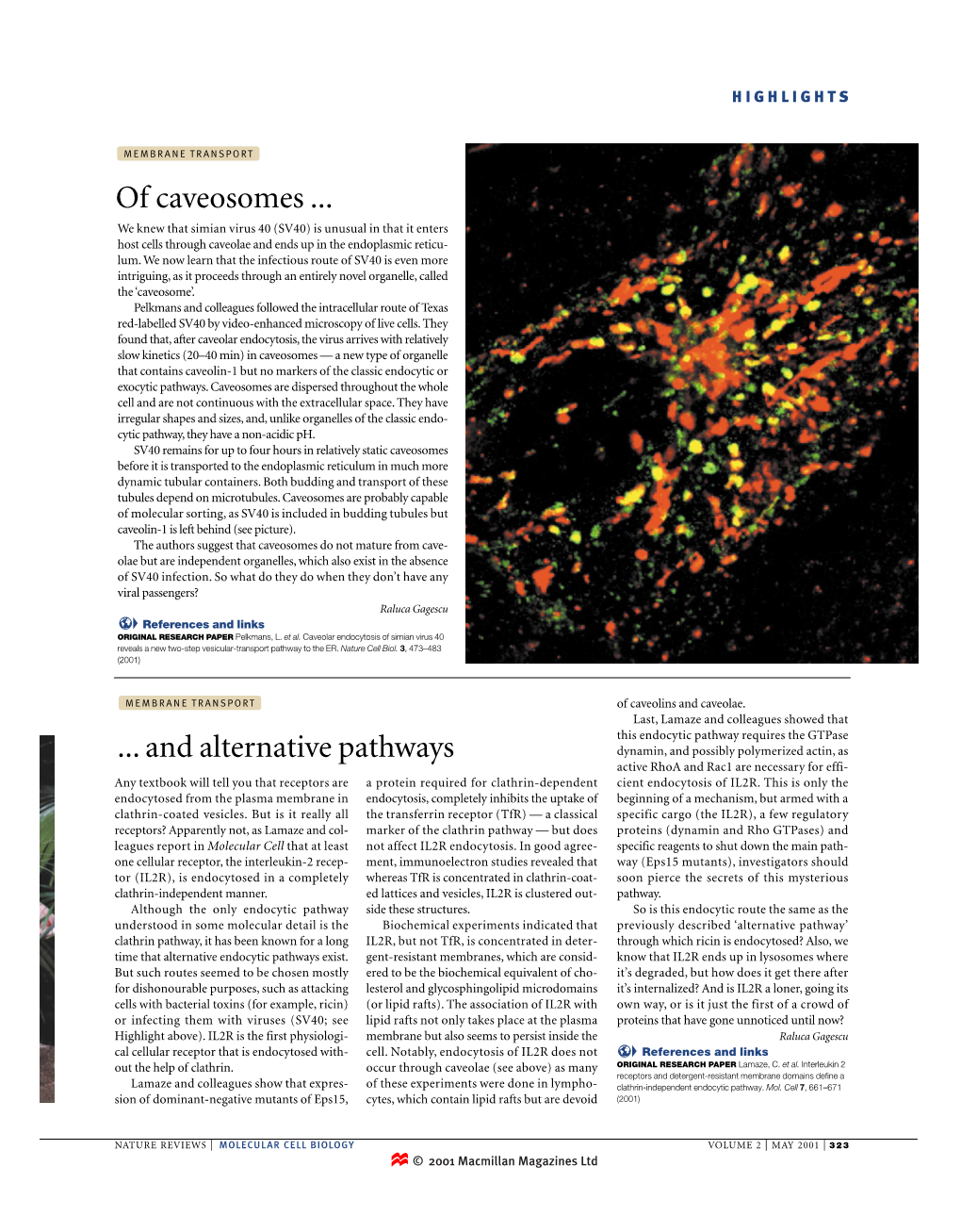 Of Caveosomes