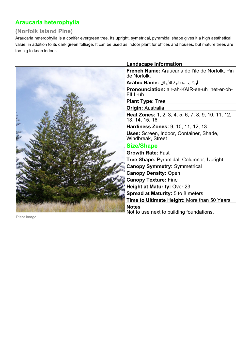 Araucaria Heterophylla (Norfolk Island Pine) Araucaria Heterophylla Is a Conifer Evergreen Tree