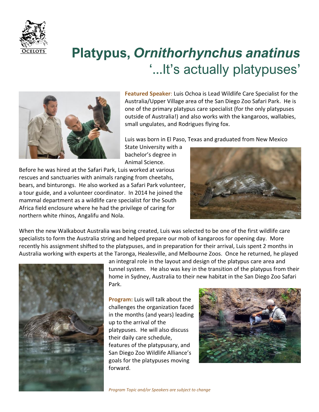 Platypus, Ornithorhynchus Anatinus ‘...It’S Actually Platypuses’