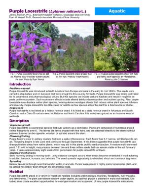 Purple Loosestrife (Lythrum Salicaria L.) Aquatic John D