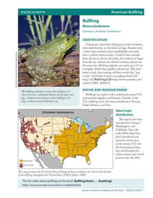 Species in Depth: American Bullfrog