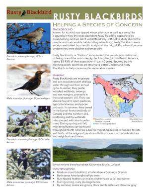 Rusty Blackbird Fact Sheet