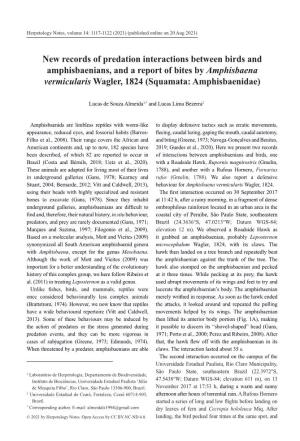 New Records of Predation Interactions Between Birds and Amphisbaenians, and a Report of Bites by Amphisbaena Vermicularis Wagler, 1824 (Squamata: Amphisbaenidae)