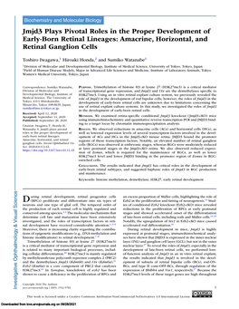 Amacrine, Horizontal, and Retinal Ganglion Cells