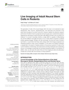 Live Imaging of Adult Neural Stem Cells in Rodents