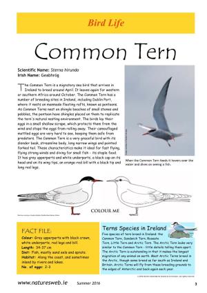 Common Tern Scientific Name: Sterna Hirundo Irish Name: Geabhróg