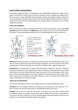 LARVAL FORMS in ECHINODERMATA in Echinoderms